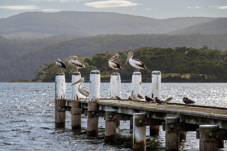 Tasmania bird, pelican, carnarvon bay, ornithology, species, fauna, avian, animals, wildlife, beak, jetty, australian pelican, waterbird, nature, beach, pelecanus conspicillatus, tasmania, australia, pelican, pelican, pelican, pelican, pelican, nature, nature, nature, beach, beach, beach, beach, tasmania, tasmania, tasmania, australia, australia, australia, australia