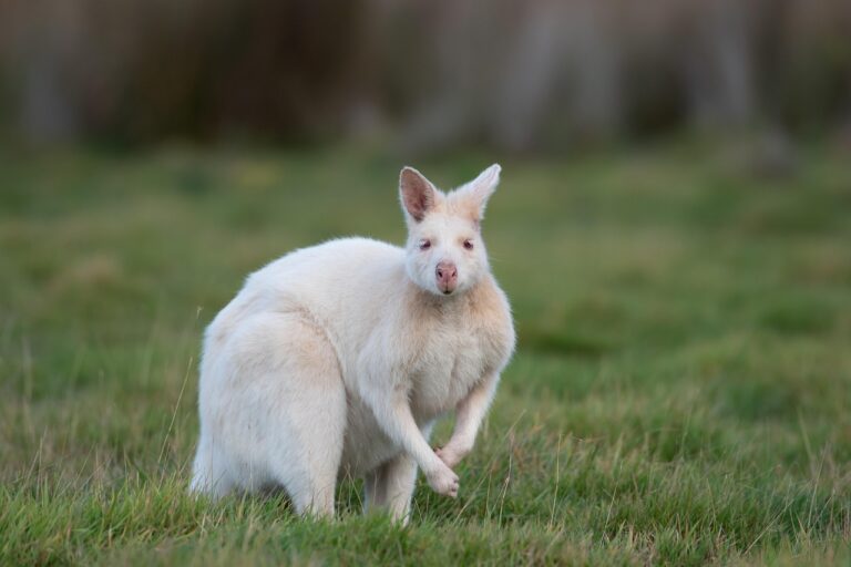Tasmania wallaby, albino bennetts wallaby, albino, macropus rufogriseus, marsupial, mammal, animal, wildlife, wild, genetic mutation, genetic variation, nature, bruny island, tasmania