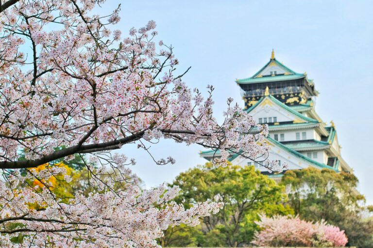 Japan Capture of Osaka Castle surrounded by beautiful cherry blossoms during spring. A stunning blend of nature and architecture.