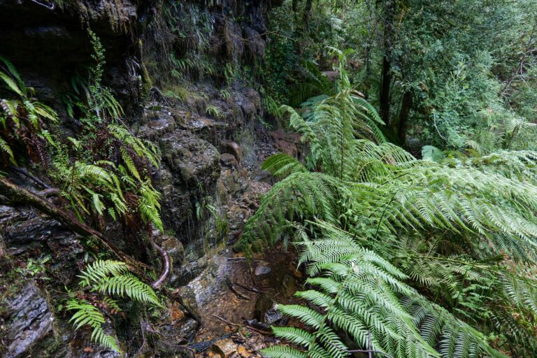 Tasmania Free stock photo of adnveture in forest, adventure, adventure landscape